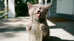 猫に関する10の誤解――もう信じない方がいい