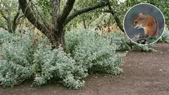 野ネズミが庭を荒らしていませんか? 強い香りのする植物や、長期的な被害を抑えるための簡単な対策をご紹介します。