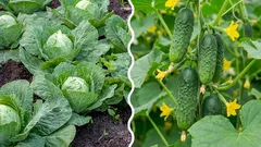  キャベツをキュウリの隣に植えるとどうなるのか：間違いか、それとも正しい選択か？