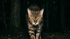 絶対にこの猫を飼ってはいけません！最も凶暴な猫の品種