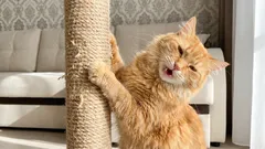 罰を与えずに猫がソファを引っ掻くのをやめさせる方法：7つのステップからなる簡単なプラン。