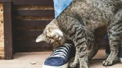  猫があなたを守っていることがわかる9つのさりげないサイン