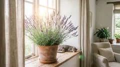 ストレス解消に役立つ観葉植物