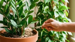 鉢植えに肥料を与える際、根を傷めない方法：3つの手順と安全な施肥量。