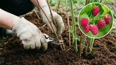 4月のラズベリーとスグリ：収穫量を倍増させる3つのステップ。失敗から学ぶ