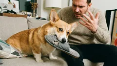 犬があなたを尊重していないとどう見分けるか:7つの危険信号