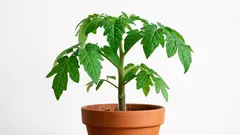 家でのトマト栽培:苗を育てるための役立つコツ